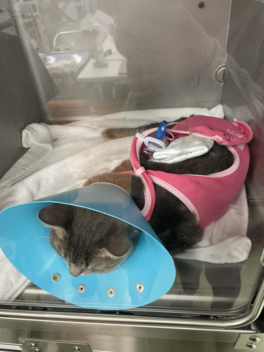 パニック太郎（Game） tweet media