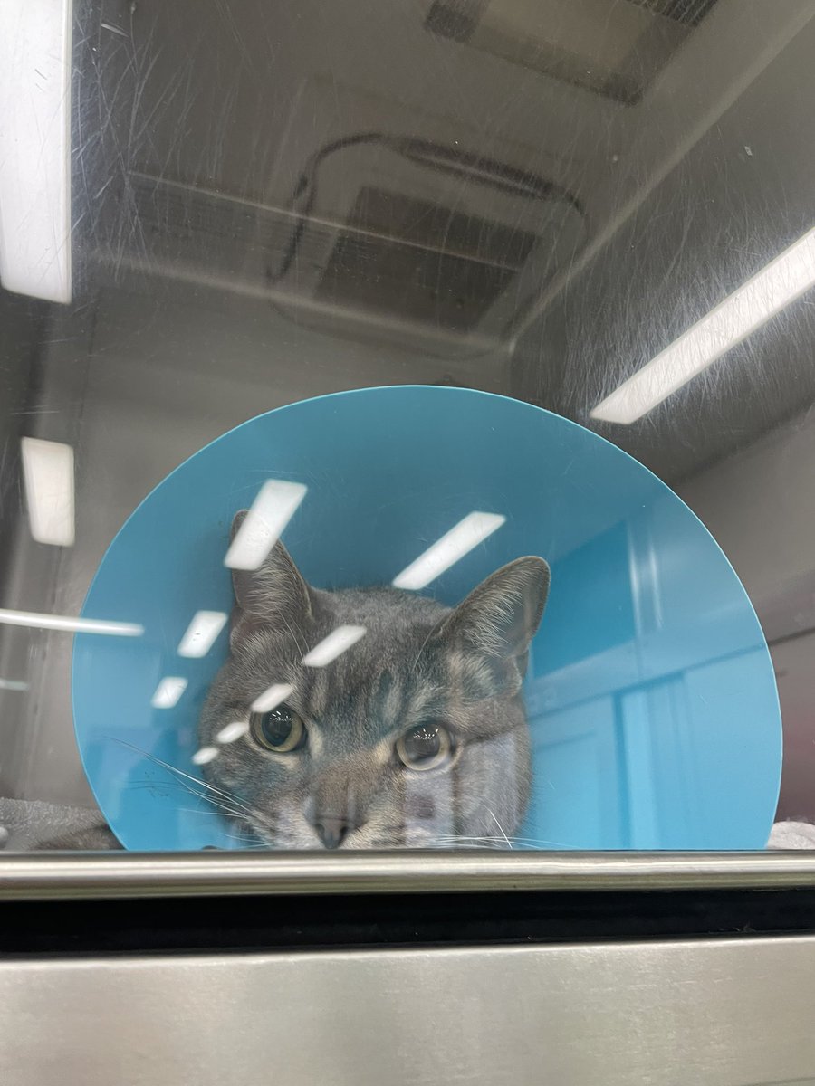 パニック太郎（Game） tweet media