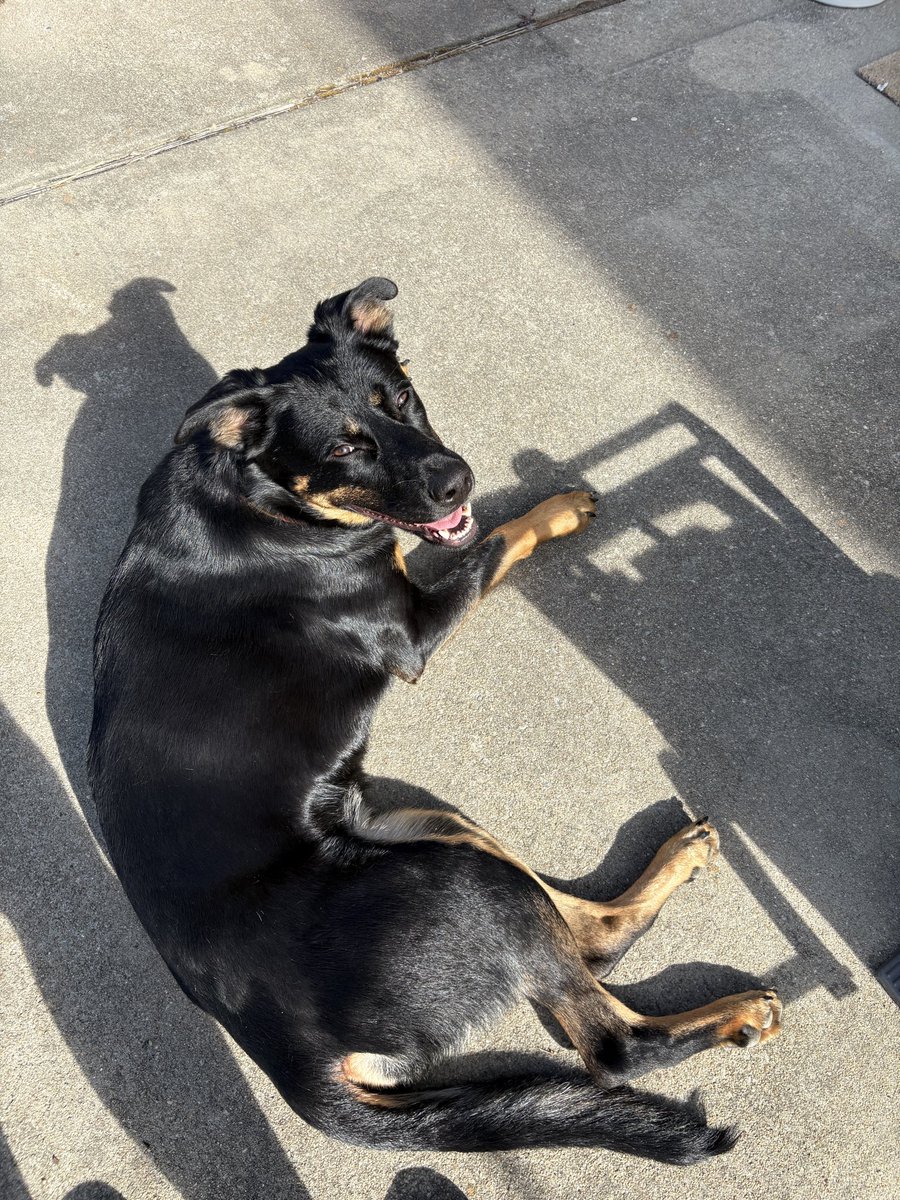 sarcasmforChrst's tweet image. happy holy saturday from the #parsonagepup sadie grace