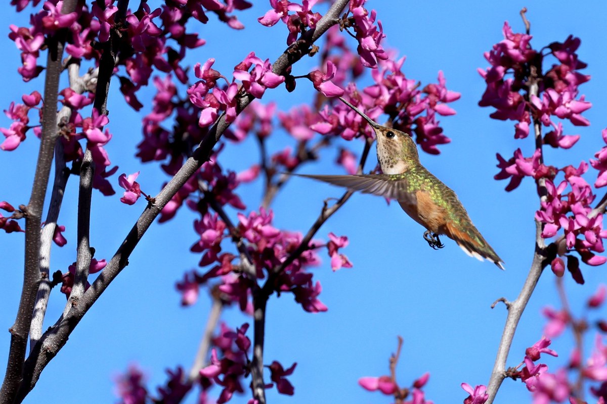 CAStateParks's tweet photo. Your #CAStateParks Weekly Digest is here: https://t.co/8zHpNoXnG6

💙 Meet the behind-the-scenes heroes keeping our parks safe for 25 years.
🌳 See how a historic state park tree became a state champion!
🦎 Postcards feature a tiny lizard emperor, sunbathing chipmunks, and more.. https://t.co/DejnqdsYRi