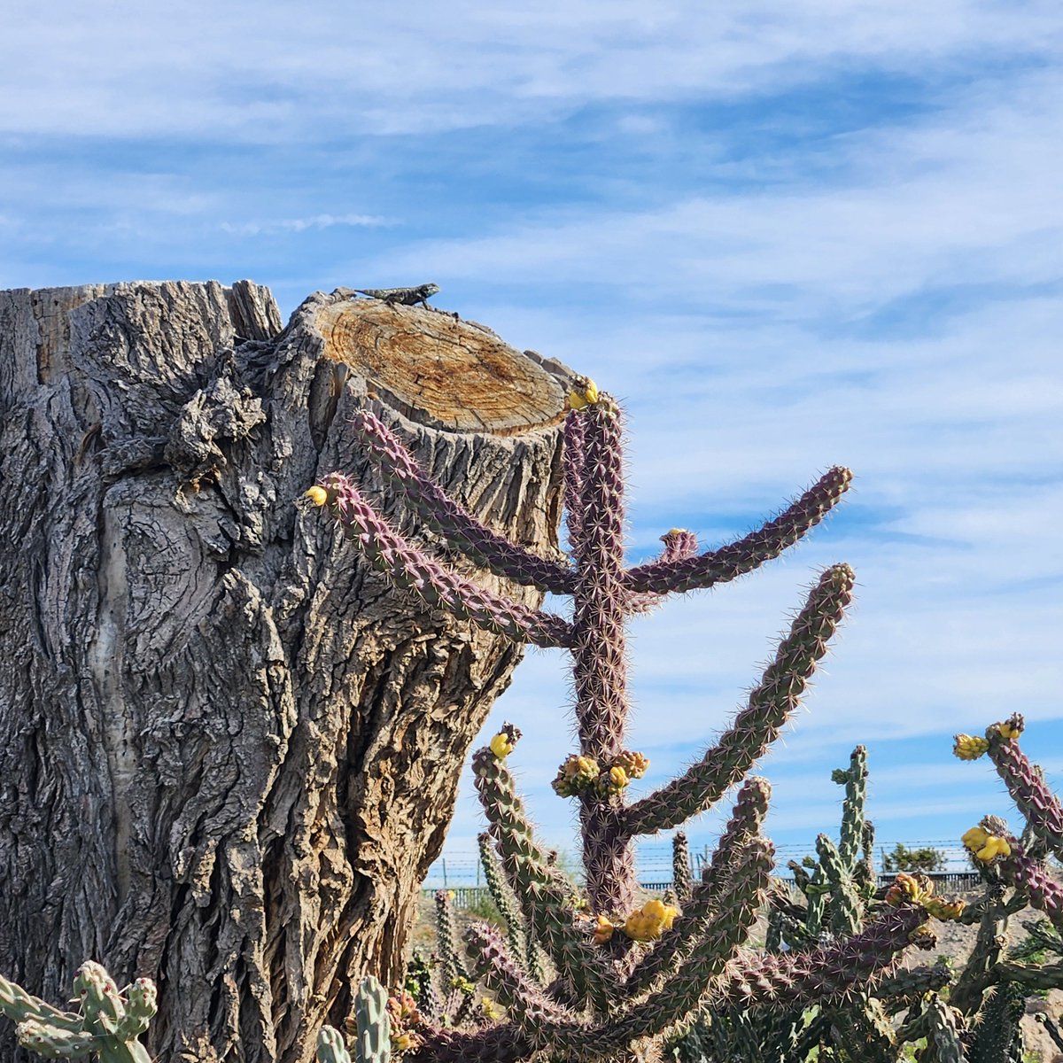 CAStateParks's tweet photo. Your #CAStateParks Weekly Digest is here: https://t.co/8zHpNoXnG6

💙 Meet the behind-the-scenes heroes keeping our parks safe for 25 years.
🌳 See how a historic state park tree became a state champion!
🦎 Postcards feature a tiny lizard emperor, sunbathing chipmunks, and more.. https://t.co/DejnqdsYRi