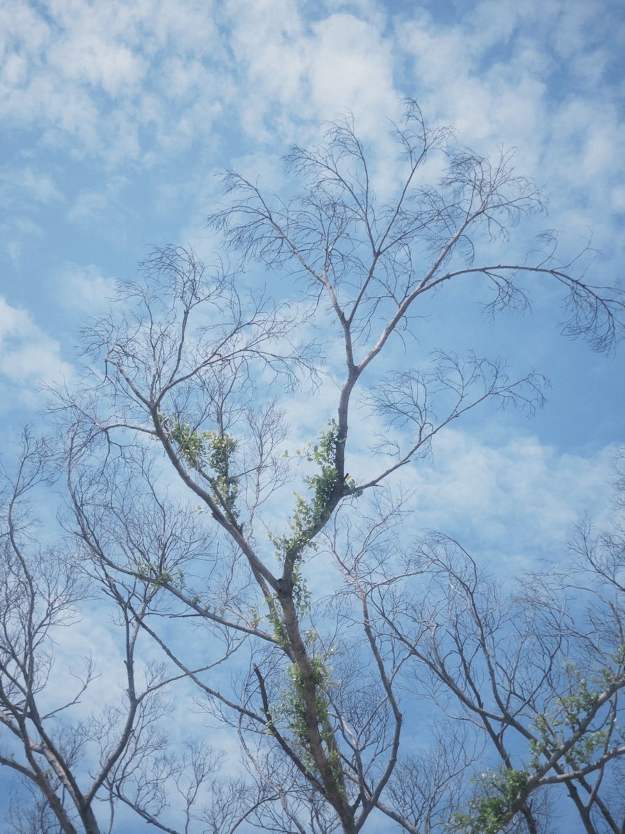 三根钢板男 tweet media