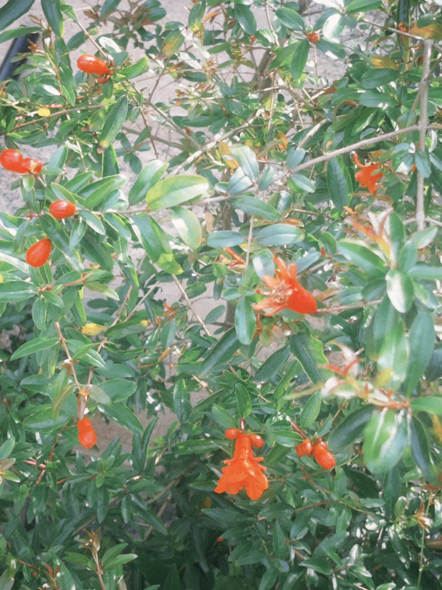 三根钢板男 tweet media