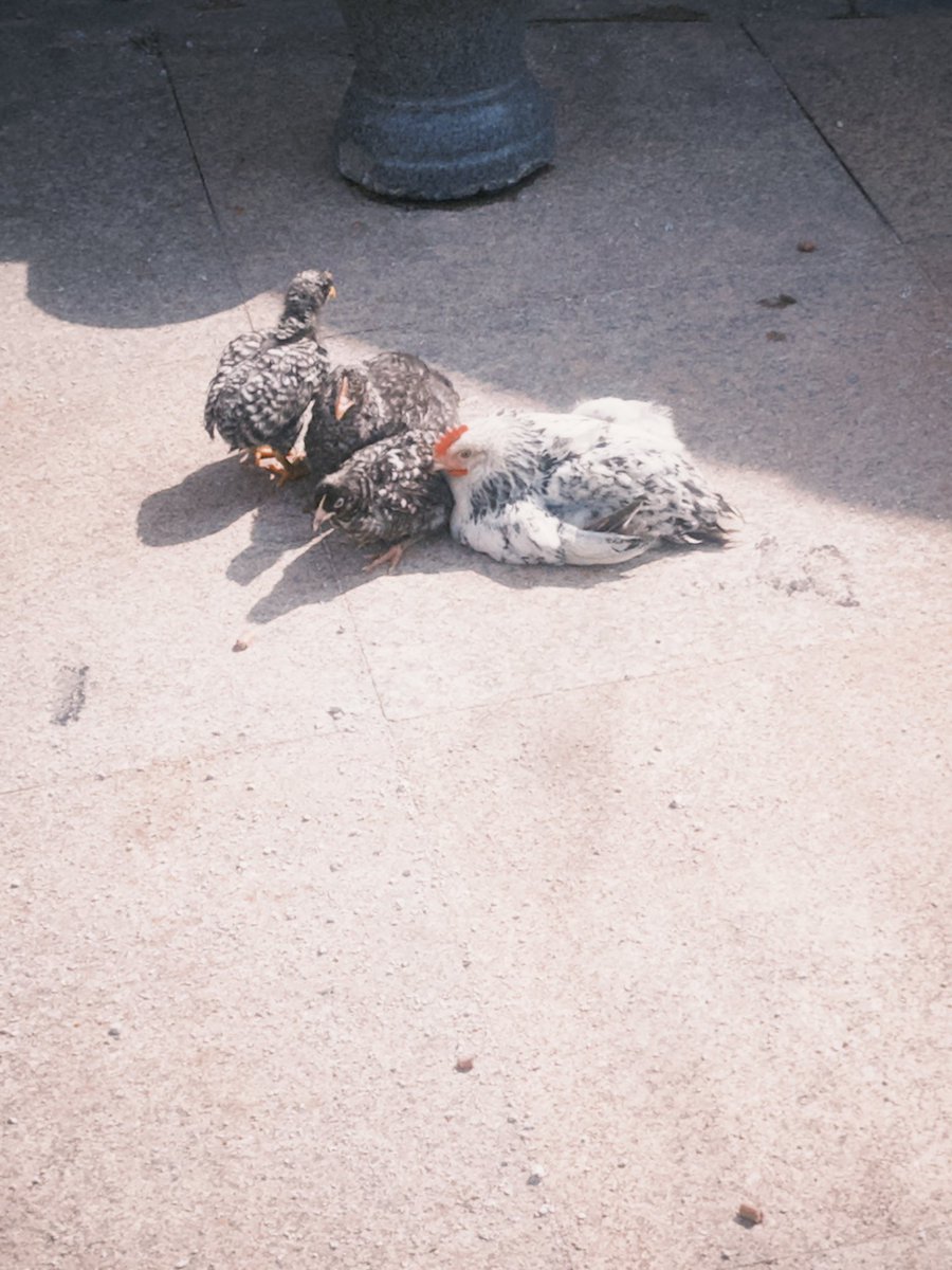 三根钢板男 tweet media