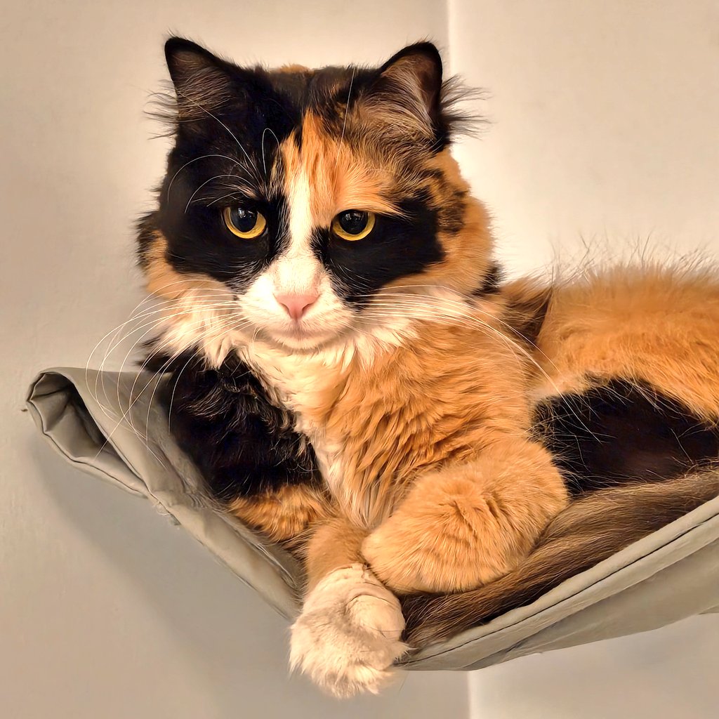 تنسی‌تاکسیدو  tweet media