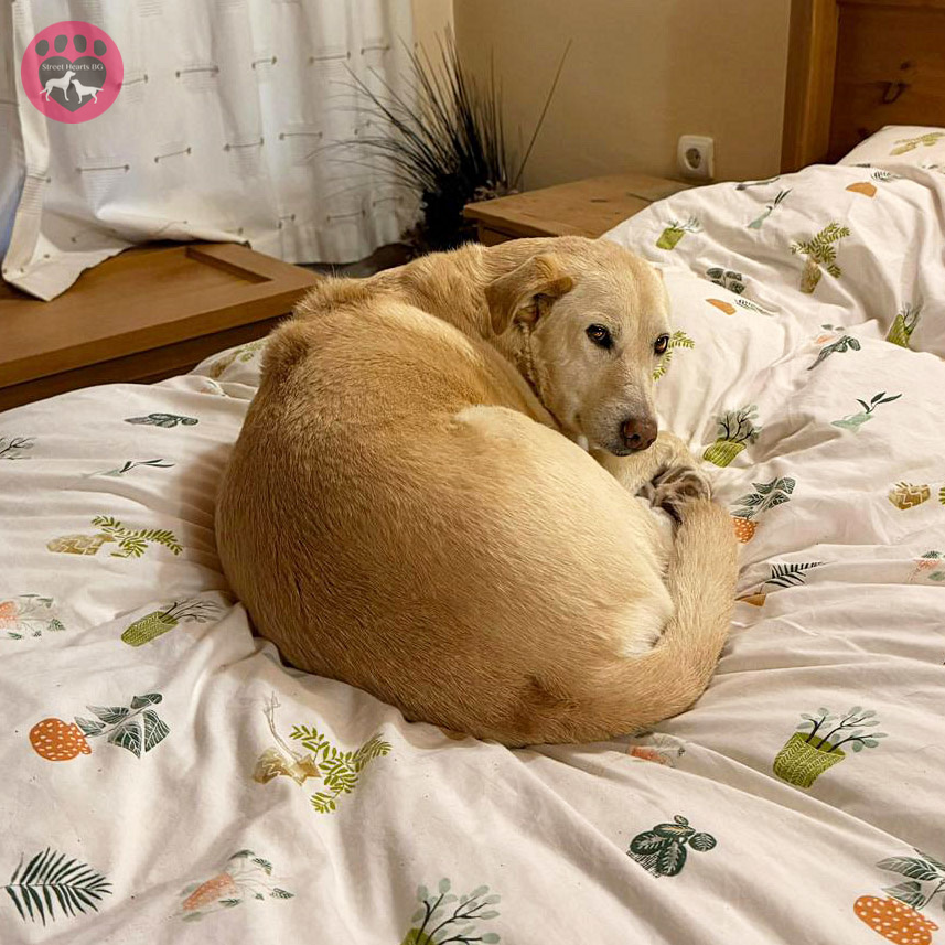 StreetHeartsBG's tweet image. Sanctuary dog Penny doesn't share the bed in our guest room. She occupies it. Fully.

Anyone else is allowed a narrow strip at the edge, if they're lucky!

#DogRescue #DogLove