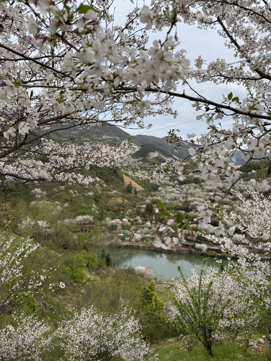 Dalloway18's tweet photo. 春城无处不飞花，嵊州不仅小吃好吃，乡村更美，春色三分，流水二分，臭豆腐一分。 https://t.co/wFe1siyL7x