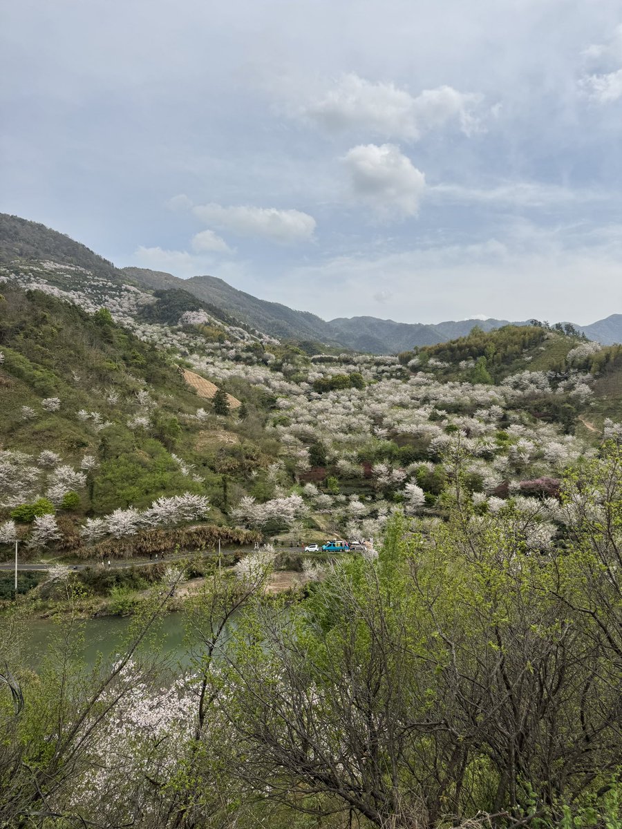 Dalloway18's tweet photo. 春城无处不飞花，嵊州不仅小吃好吃，乡村更美，春色三分，流水二分，臭豆腐一分。 https://t.co/wFe1siyL7x