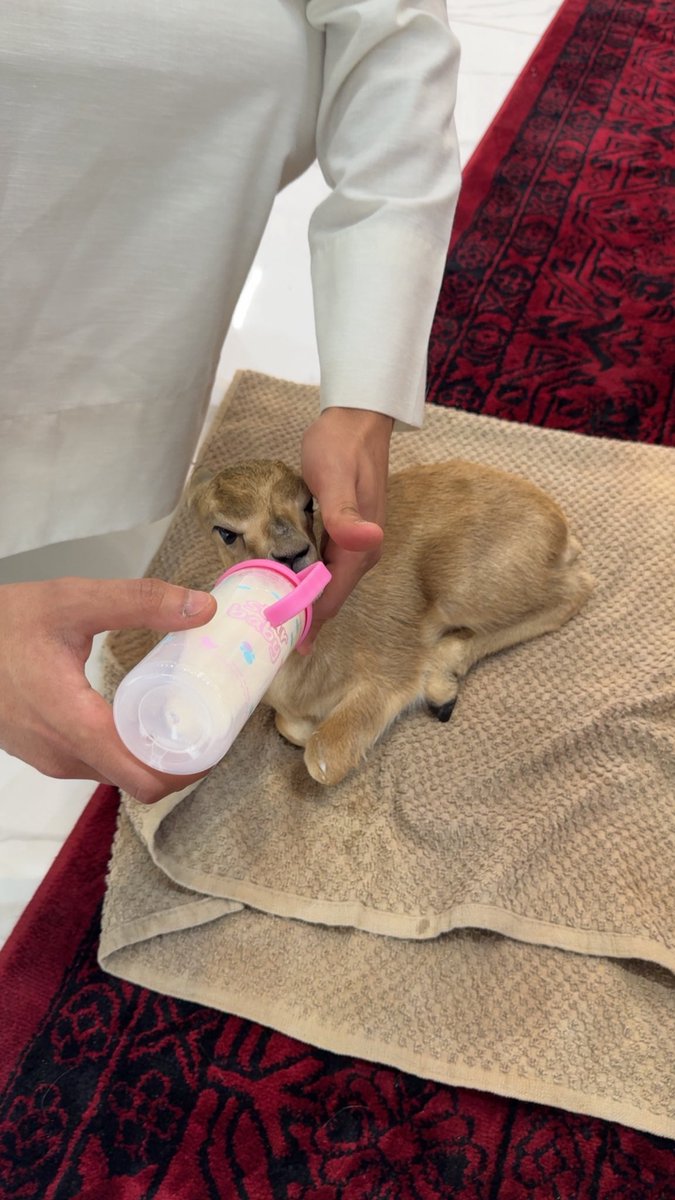 مدهـال . tweet media