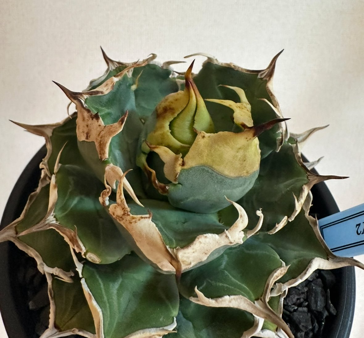 ふじもん tweet media