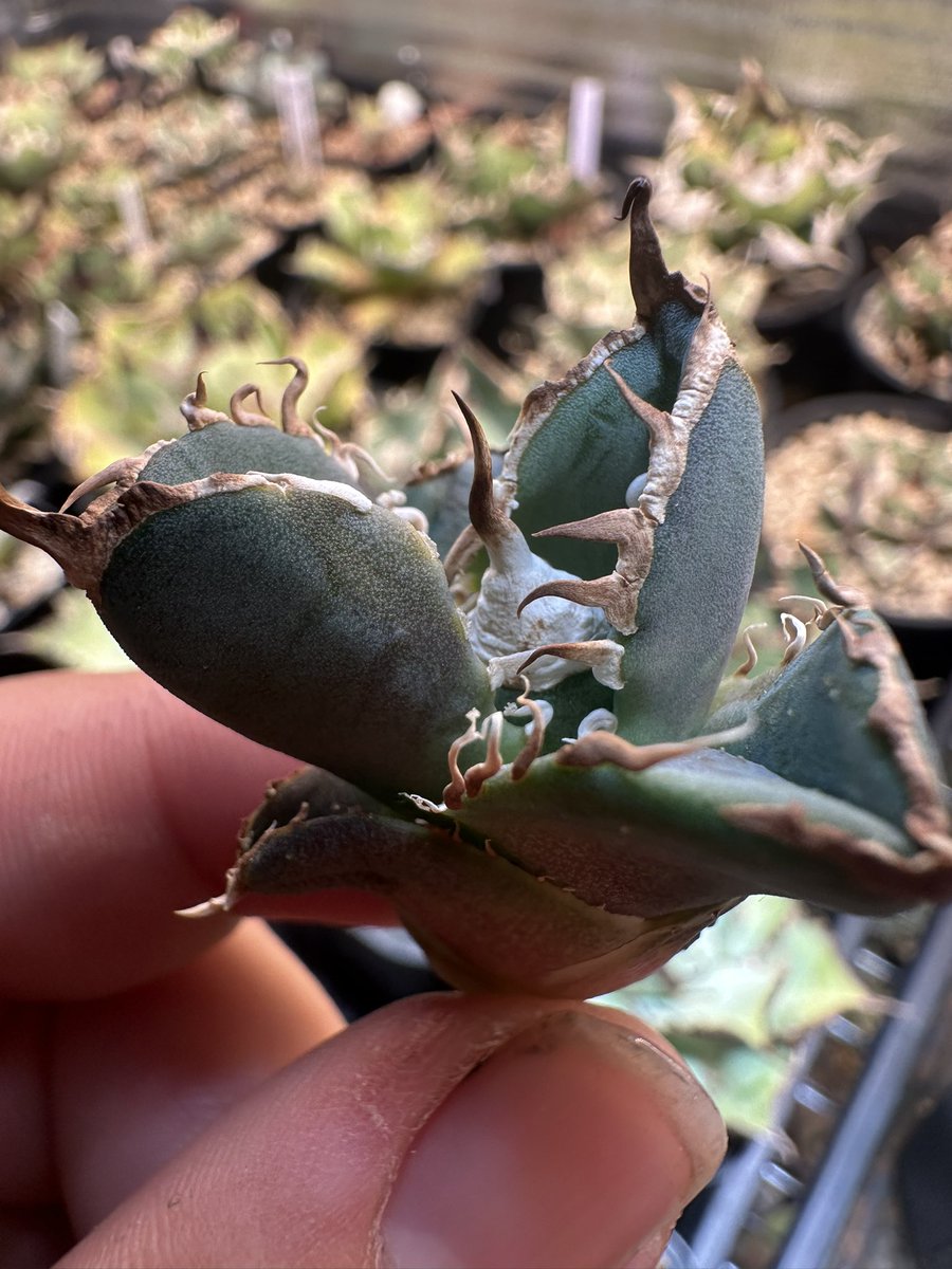 ふじもん tweet media