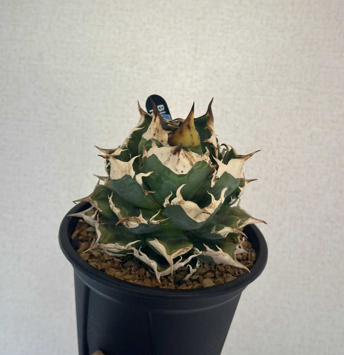 ふじもん tweet media