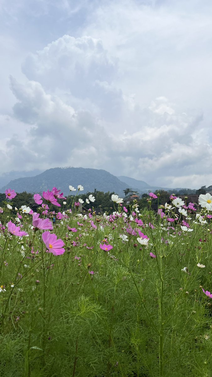 Musyafka_Abdul🇵🇸 tweet media