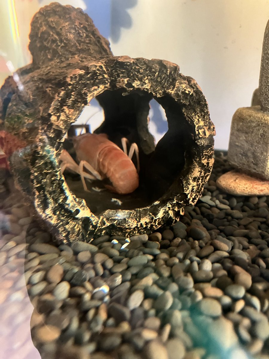 Raideo 🖋️🩸 tweet media