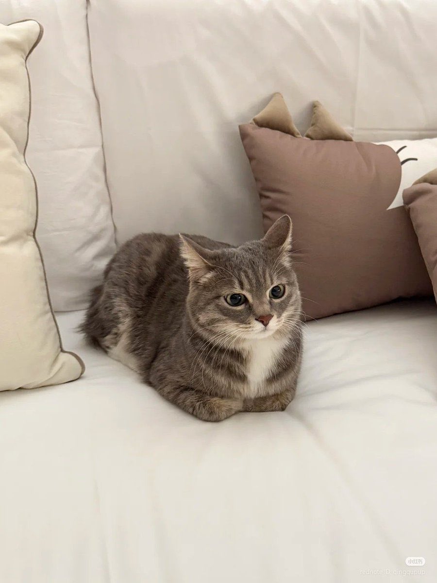 No Context Cats tweet media