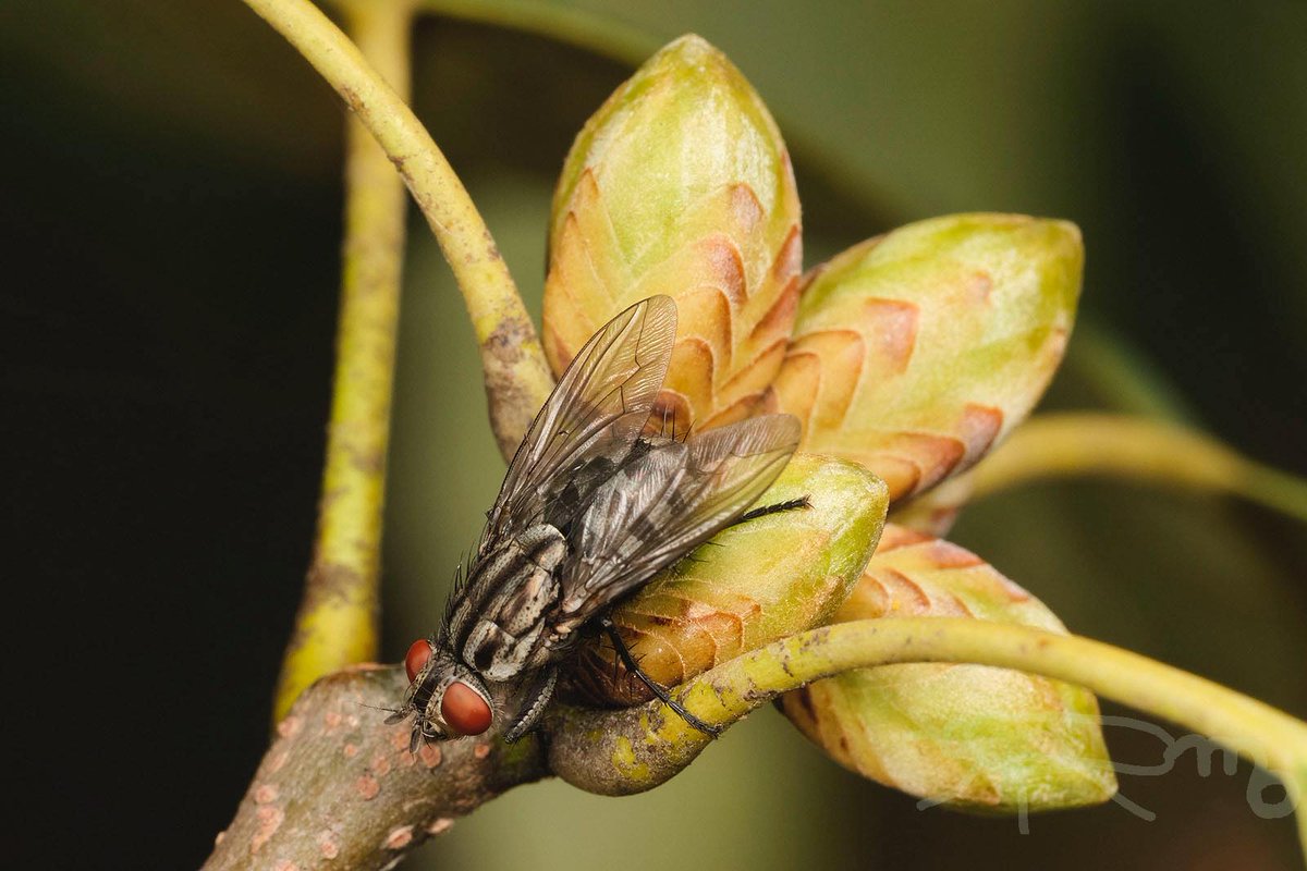 mouuuusa tweet media