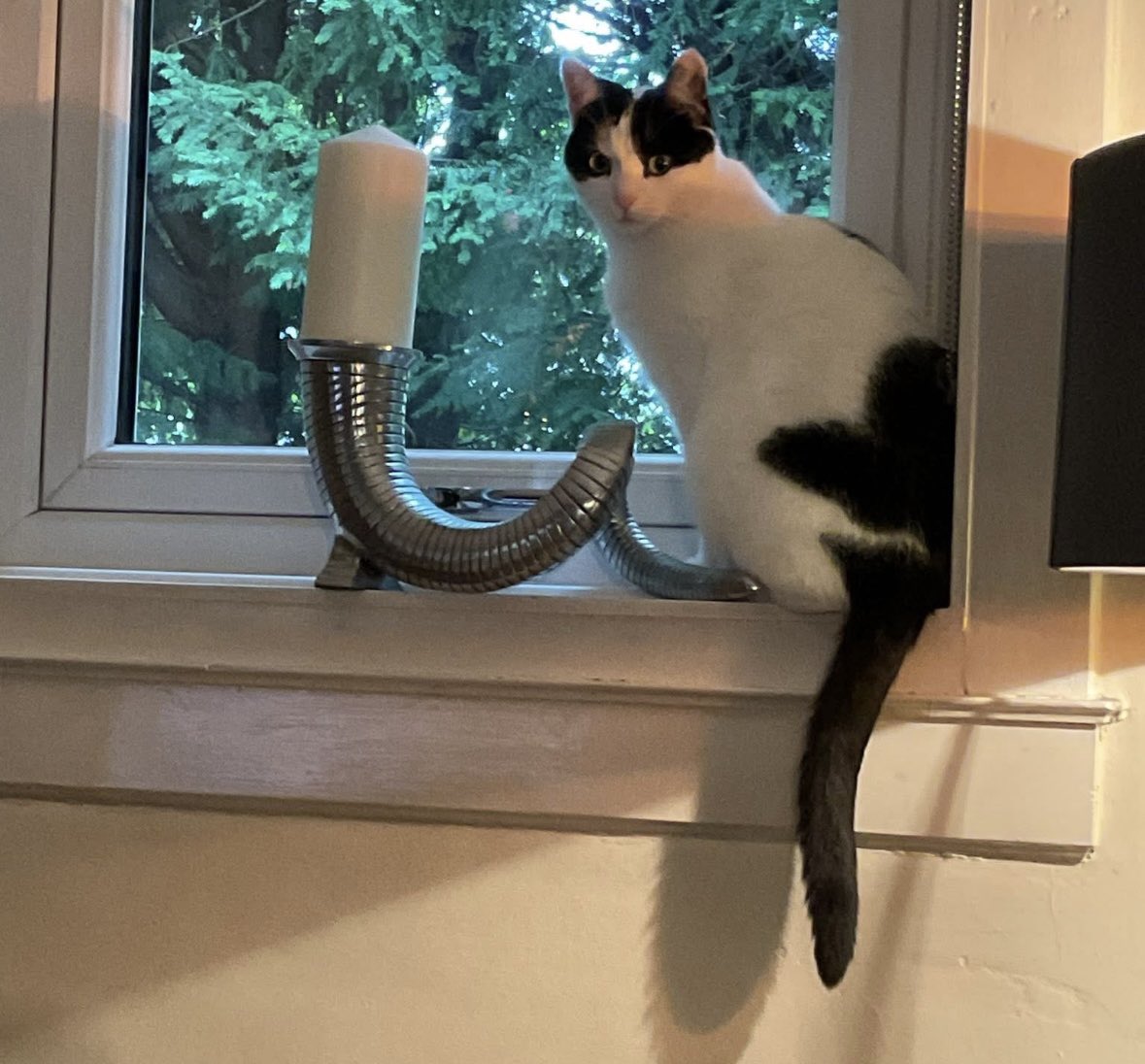 Help2Rehome Scotland tweet media