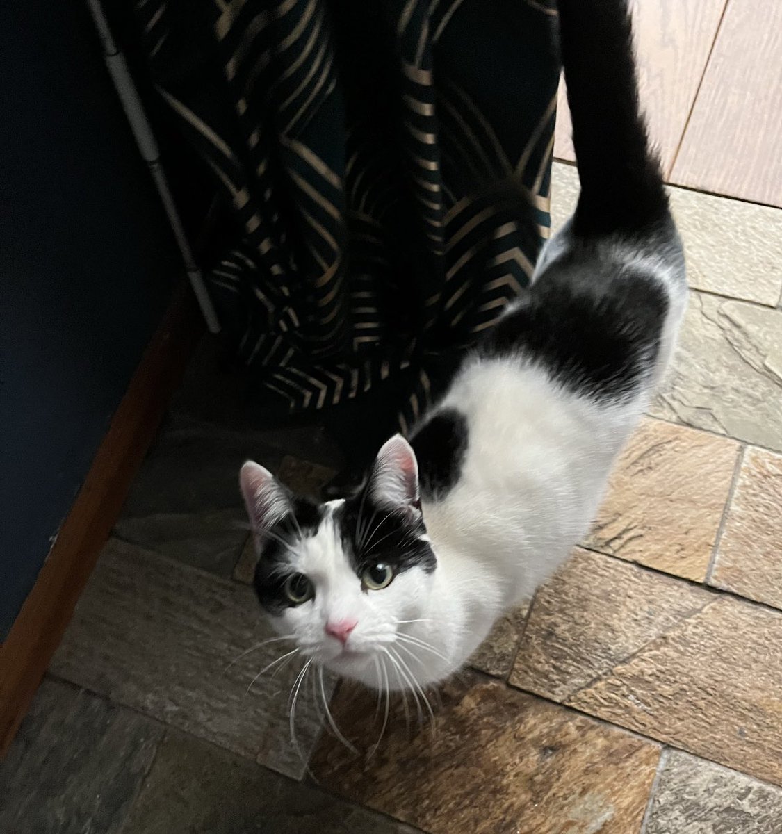 Help2Rehome Scotland tweet media