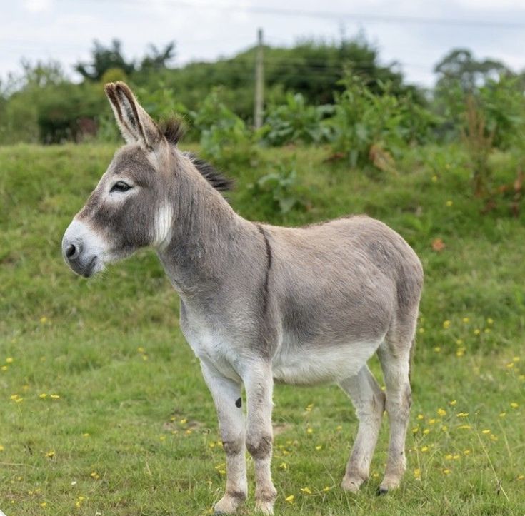 Sheraxii Tweets tweet media