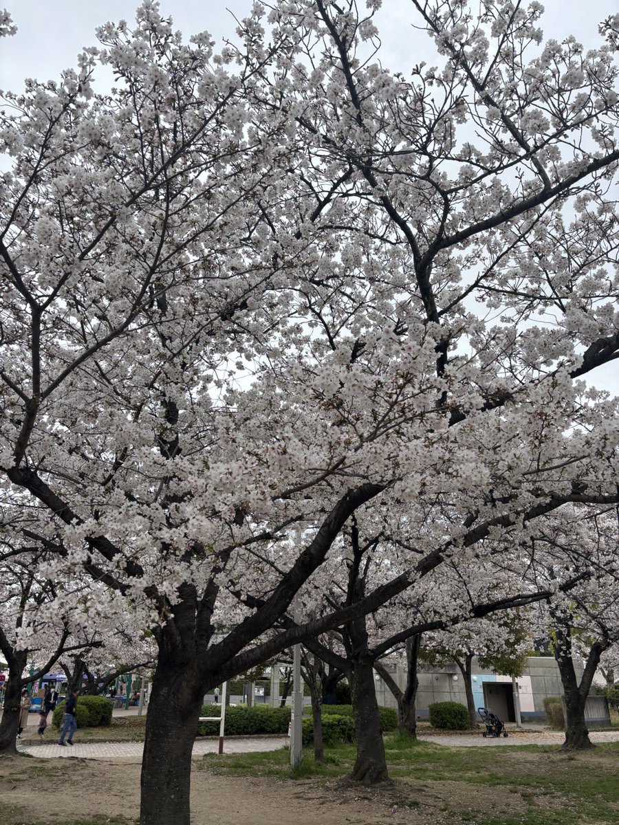 Mr.Tigers031 ✨ミナミの帝王😎✨ tweet media