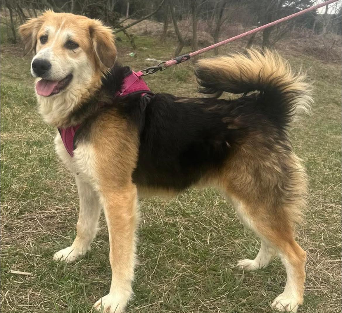 Pawprints to Freedom Rescue🐾 tweet media