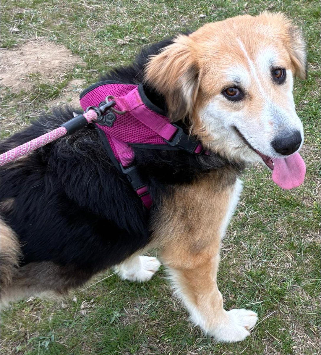 Pawprints to Freedom Rescue🐾 tweet media