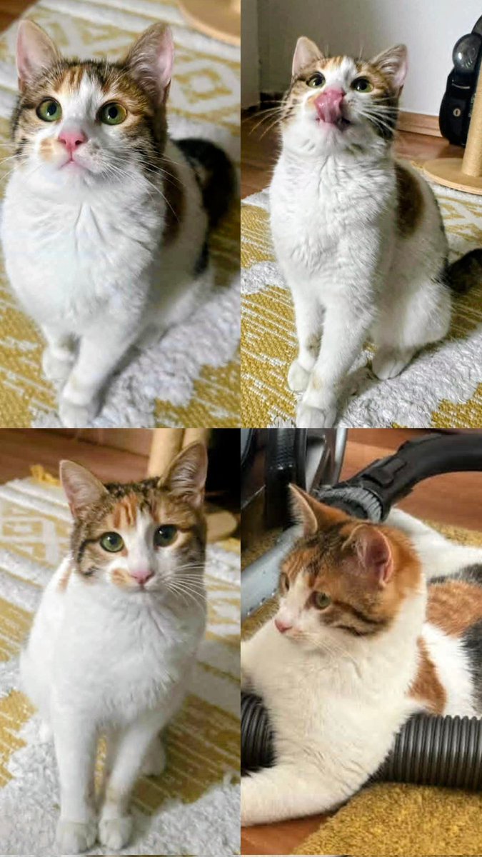 Yüksel Bayram tweet media