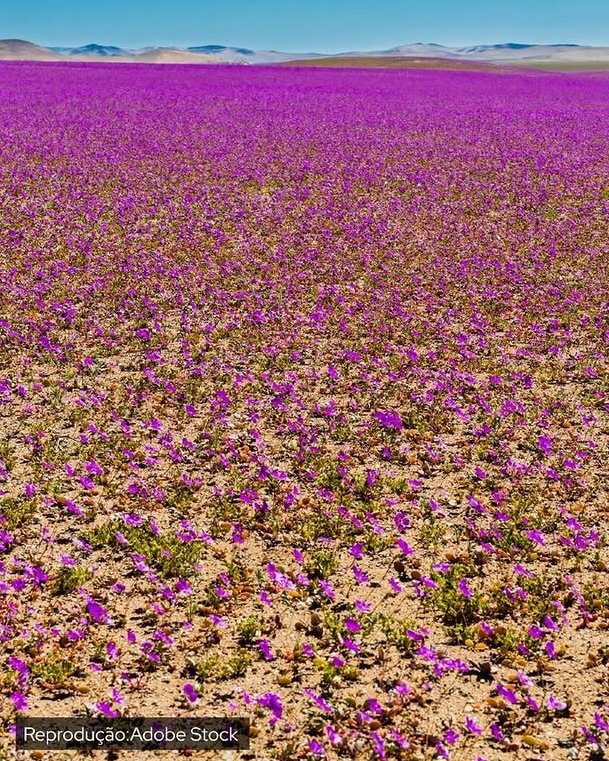 For all Curious tweet media