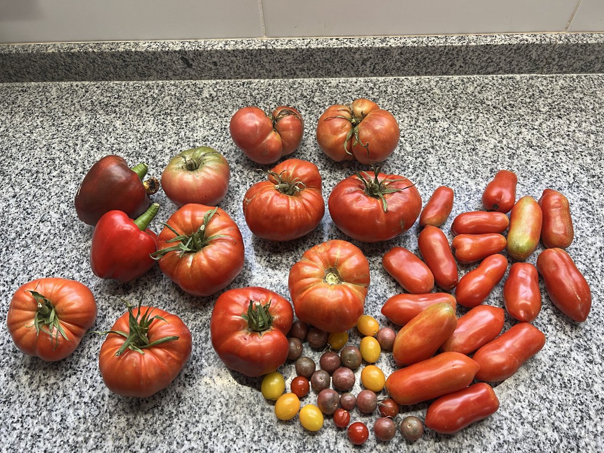 Isoca Gorila Meada 🍿 tweet media