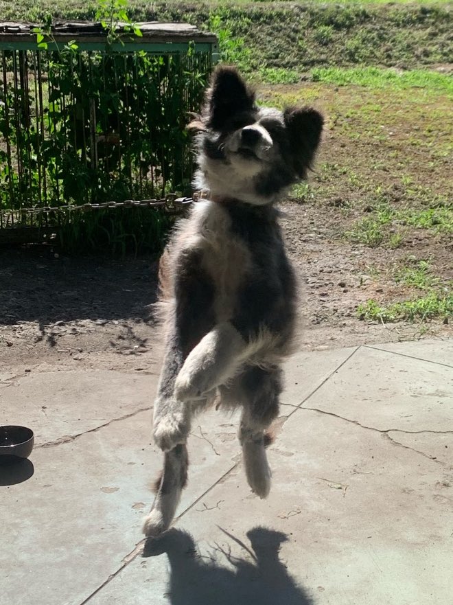 おばあちゃん家で飼ってた秋田犬の紫吹(しぶき)が亡くなったと😭
番犬なのにお客さん来ても吠えず(笑)
この人にならご飯もらえる！と人を覚え、ごはんアピするしぶき、かわいかったなあ🥹
ちょっと痩せてて小さめだったけど、ジャンプの迫力は凄かったよ！
天国でたくさん走り回ってね💕

ありがとう！