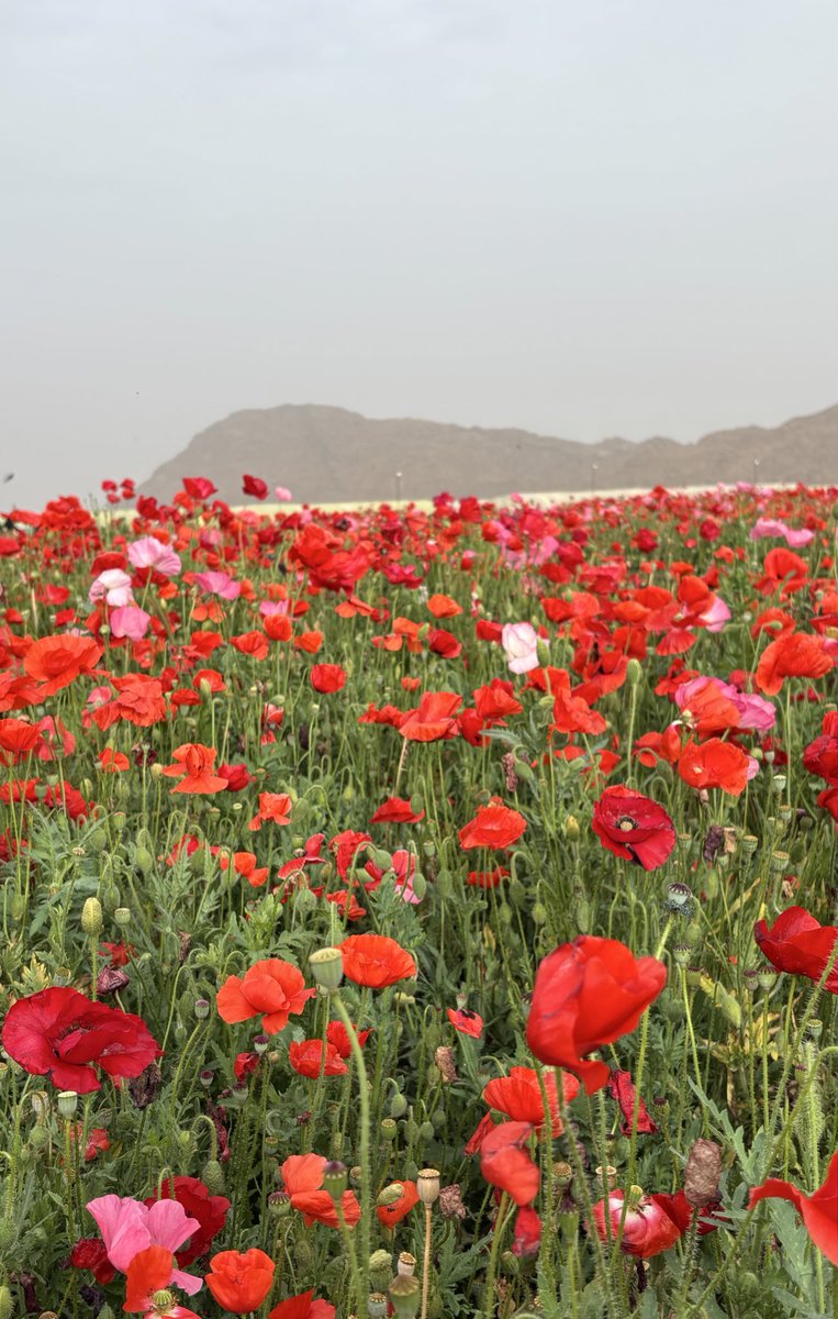 ام النسوان tweet media