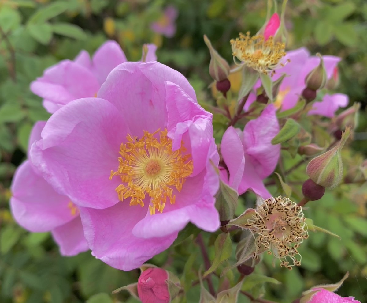 Leslie SoCal ☮️📸🇵🇸 tweet media