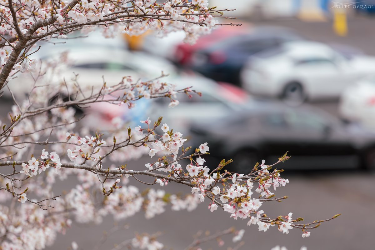 らびすけ tweet media