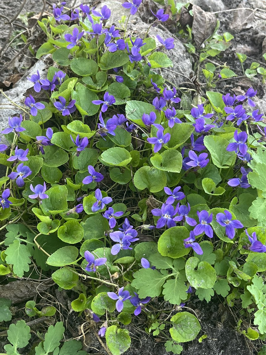 Valentyna tweet media