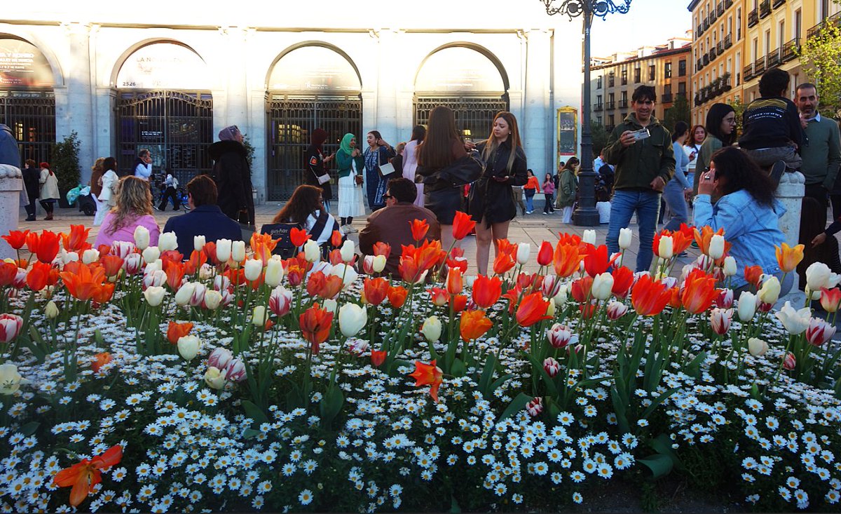 PaterTwitorum's tweet photo. Madrid. Plaza de Oriente. "Turistas, tulipanes y margaritas". @MadridParques https://t.co/613vQsuShE