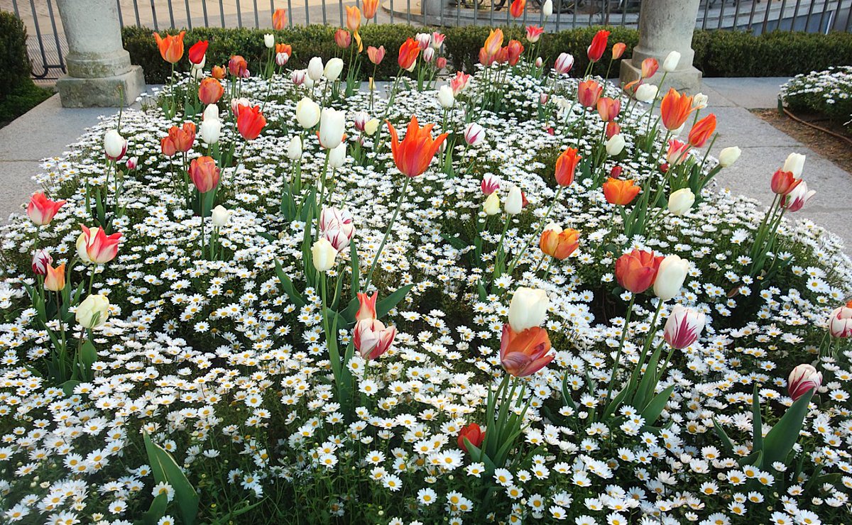 PaterTwitorum's tweet photo. Madrid. Plaza de Oriente. "Turistas, tulipanes y margaritas". @MadridParques https://t.co/613vQsuShE