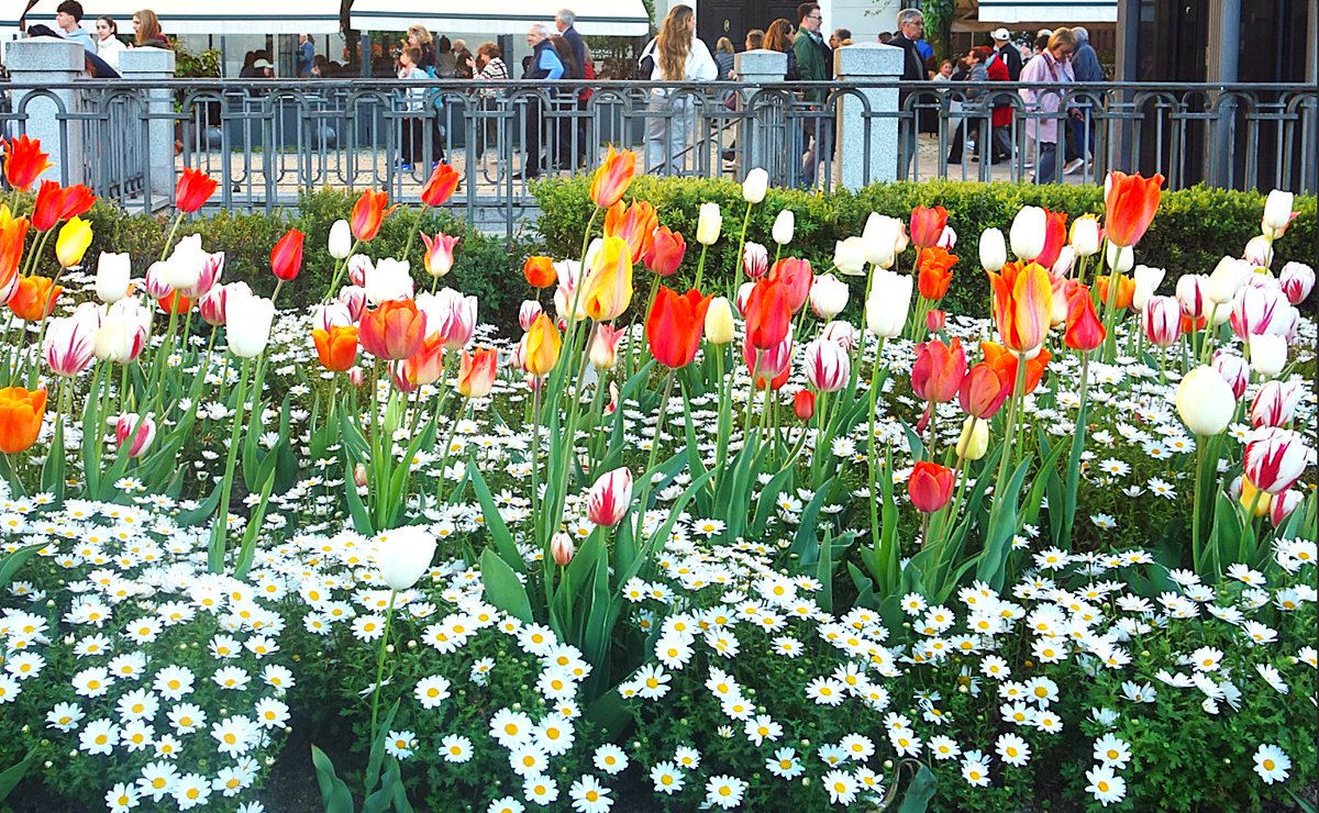 PaterTwitorum's tweet photo. Madrid. Plaza de Oriente. "Turistas, tulipanes y margaritas". @MadridParques https://t.co/613vQsuShE