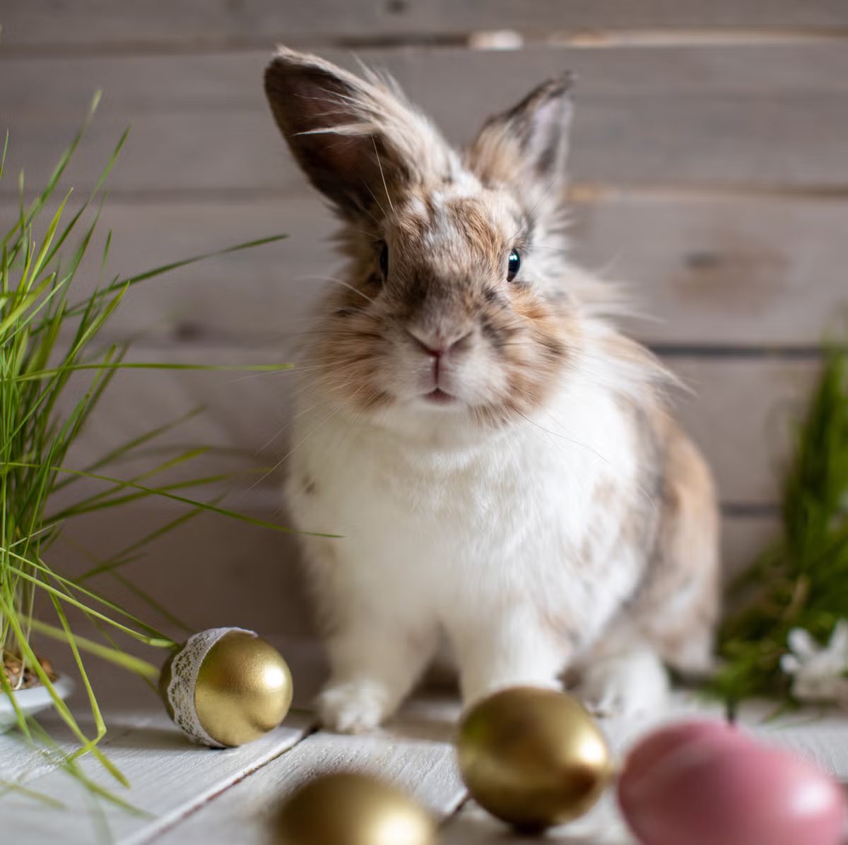 Stef Costello Spode tweet media