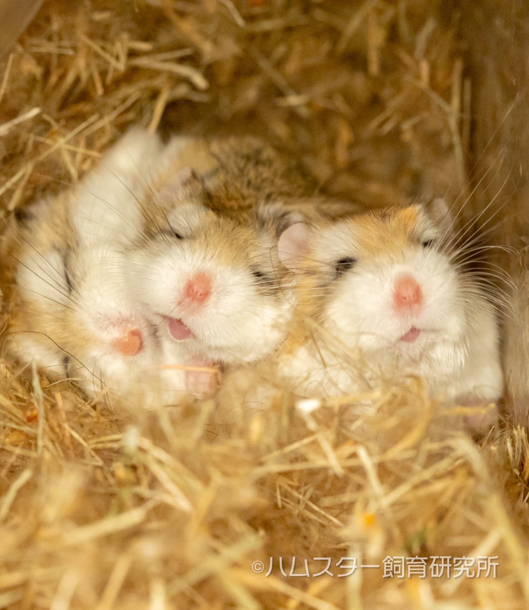 ジャンガリアン飼育研究所@所長:つん tweet media