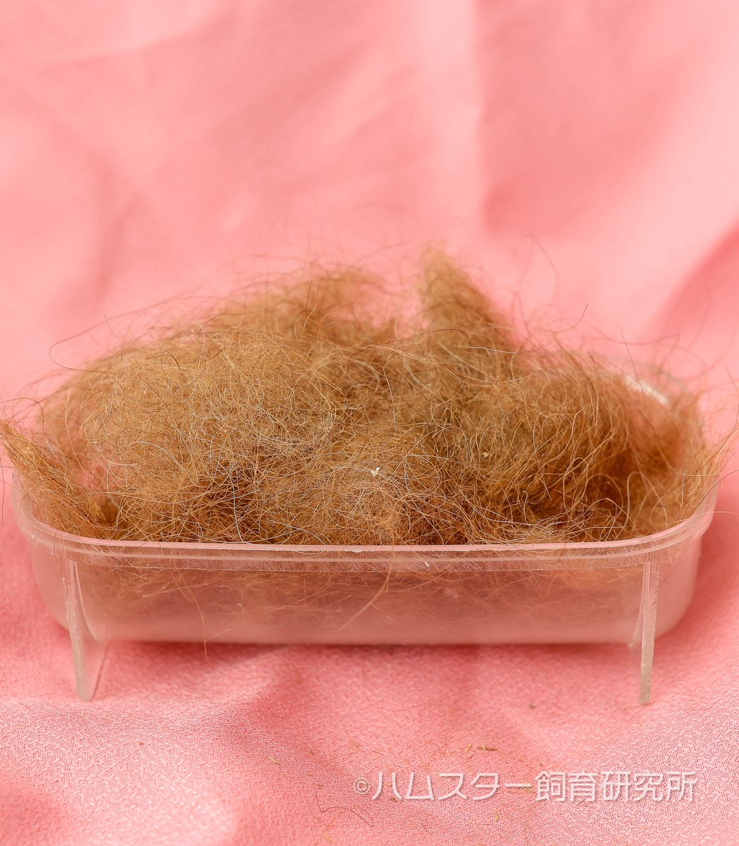 ジャンガリアン飼育研究所@所長:つん tweet media