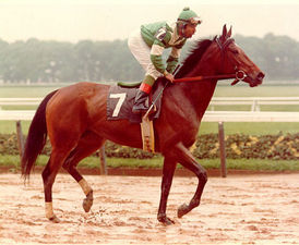 HORSERACING1002's tweet photo. WAYA🇫🇷1974
(FARAWAY SON ▪︎ WAR PATH II BY BLUE PRINCE)
#Waya
B/O Dayton LTD🇫🇷March 30, 1974
O/ Brant & Strawbridge Jr.
T/ David A. Whiteley 
29-14-6-4---$822,948
1979 Champion 🏆 Older Mare in USA 🇺🇸 
Diana H G2, Flower Bowl H, Man O'War S G1,  Turf Classic, Beldame S G1, Santa Ana H, Santa Barbara H G1, Saratoga Springs Cup G3, Top Flight H G1, Prix De L'Opera G2, Prix De Royumount G3, 
2nd New York H G3, Sheepshead Bay H G2, Arcadia H G3, Bowling Green H G2, Prix Chloe G3, Prix De Malleret G3, 
3rd Washington D. C. International G1, Ruffian H G1, Prix Du Prince D'Orange G3
CER Saratoga (T) 1⅛ miles 1,45,40
Dam 12 foals, 6 winners, 2 sw,
Bolsena (Red Ransom), De Niro (Gulch), Gina Romantica (Secreto), King Of Saxony (Danzig), Nijinskys Way (Nijinsky II), Rage (Gulch), Seattle Way (Seattle Slew), Sofitina (Alydar), Tagish (Mr. Prospector), Vidalia (Nijinsky II), Wainscott (Riverman), Wayage (Mr. Prospector),
Died December 12, 2001
(Laminitis)