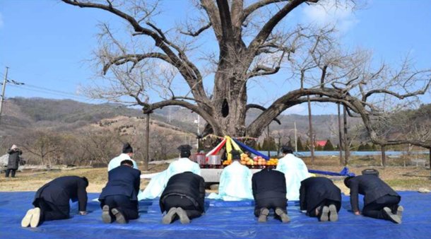 솜나무 tweet media