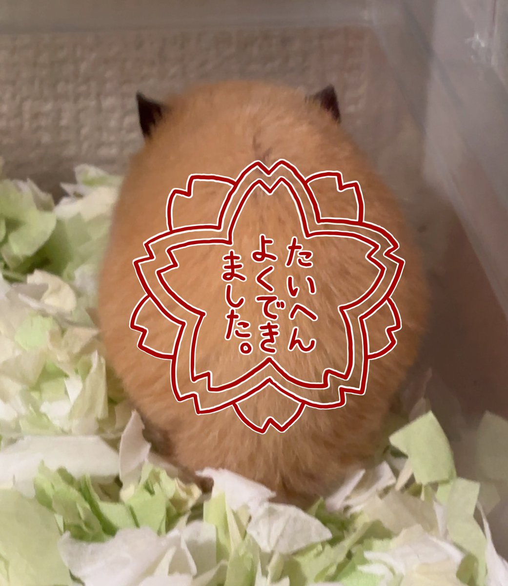 すふれ日記໒꒱゜ tweet media