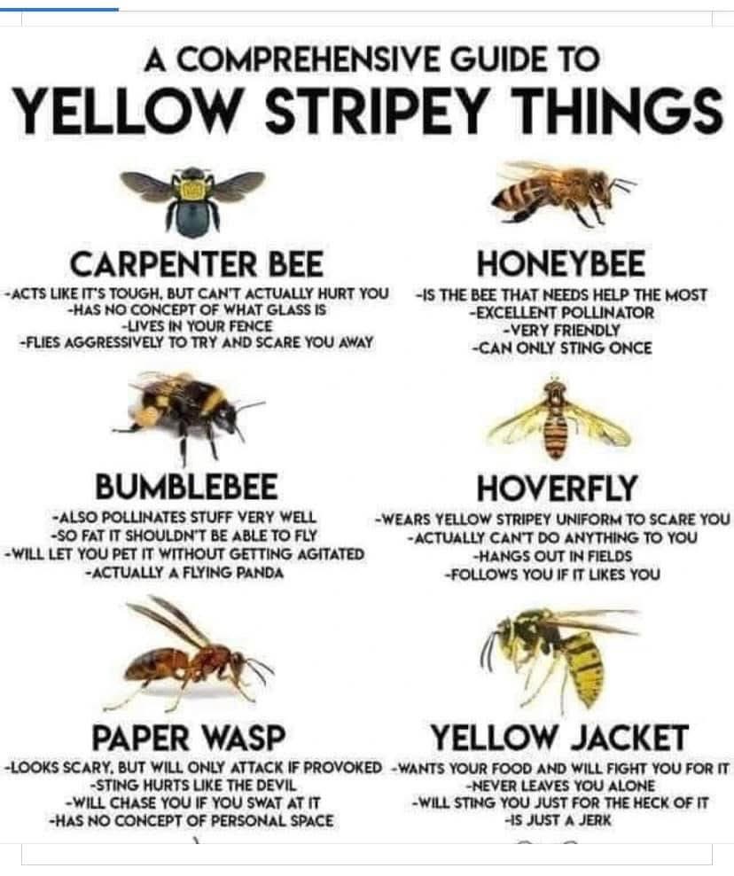 The Feral Cat Gang tweet media