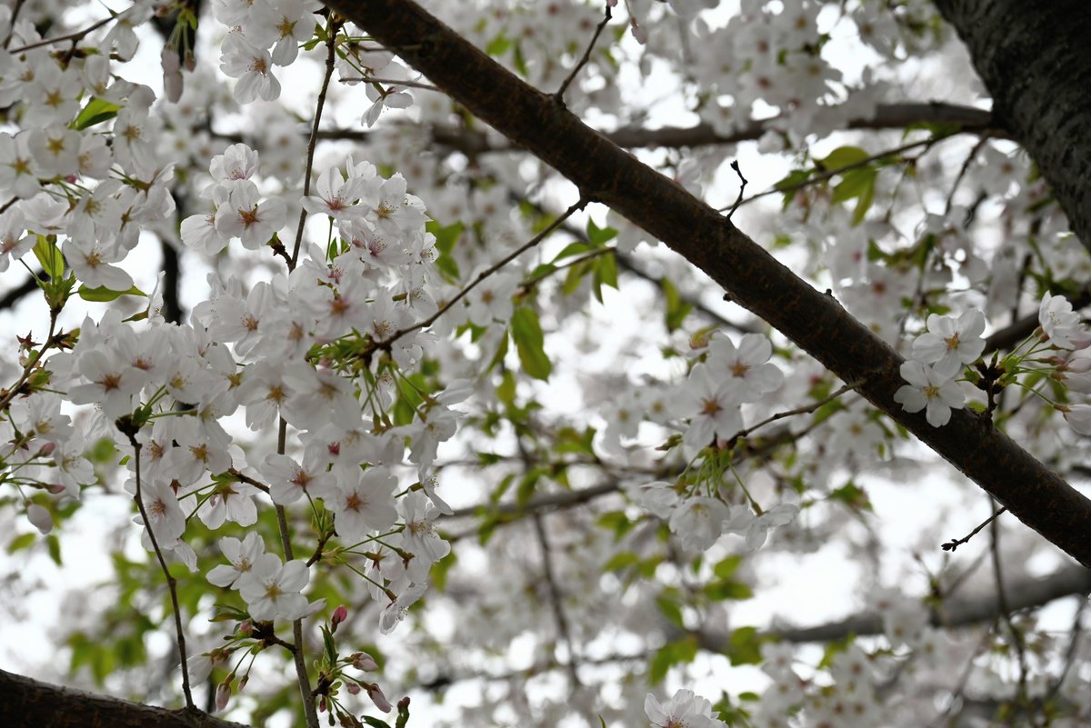nishiyanphoto's tweet photo. ロケ撮影テーマ：大阪お散歩デート②
@photophotor @photoqger @photoqgerr #ﾂﾕ #freemodel #portrait #桜🌸 #cherryblossoms
#camera #Osaka #NikonZ5 #picture https://t.co/c9ZPfDboUI
