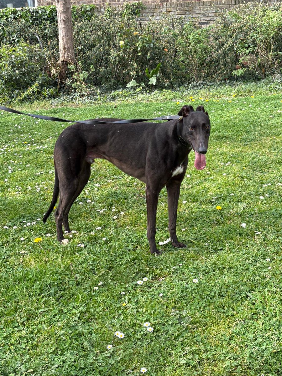 denise ryan tweet media