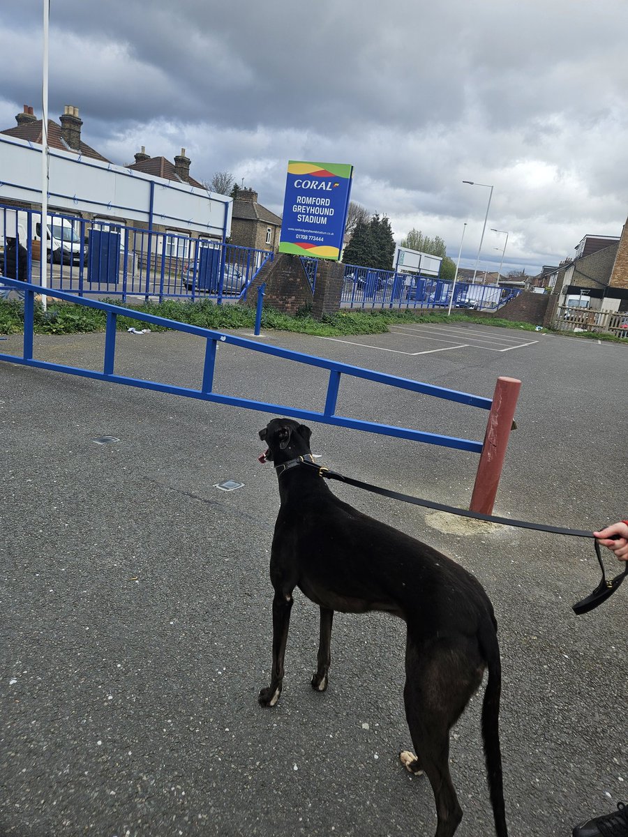 denise ryan tweet media