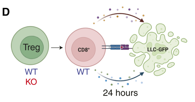 Cancer Immunology Research tweet media