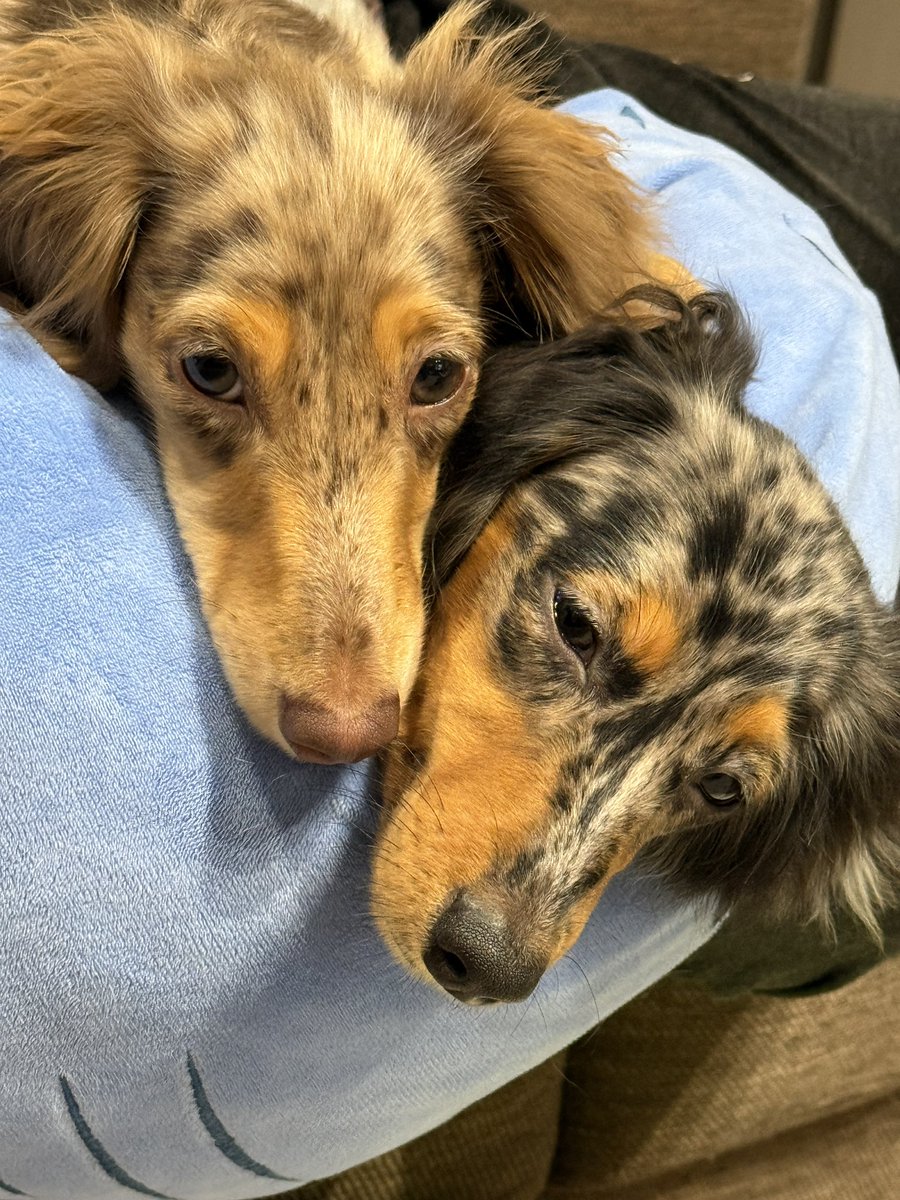 くりすけ tweet media