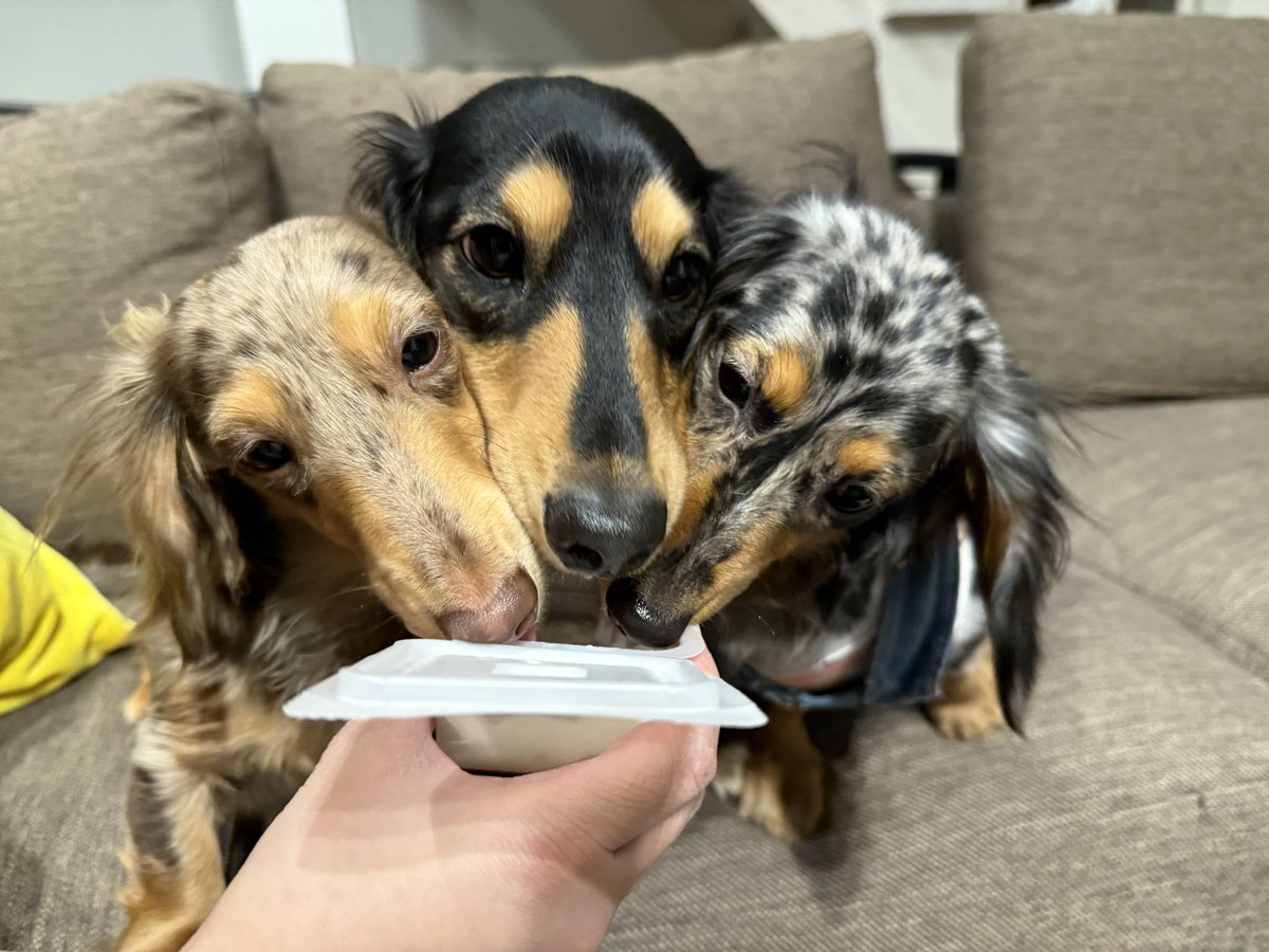 くりすけ tweet media